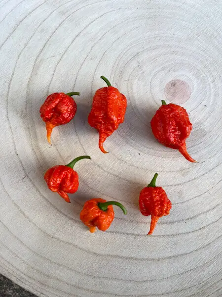 Carolina Reaper Carolina Reaper